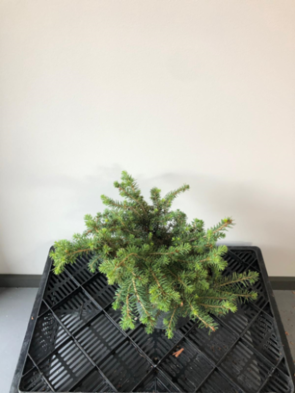 Ель обыкновенная Нидиформис